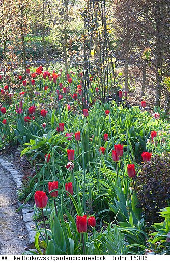 Rote Tulpen im Staudenbeet  Tulipa