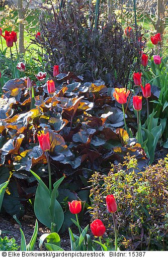 Rote Tulpen im Staudenbeet  Tulipa  Ligularia dentata