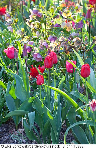 Rote Tulpen im Staudenbeet  Tulipa  Helleborus orientalis