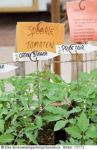 Tomatenpflanzen  Solanum lycopersicum