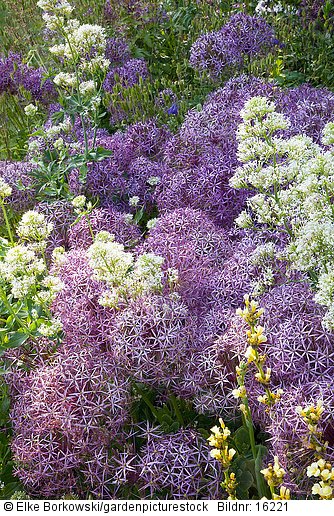 Spornblume und Zierlauch Centranthus ruber Albus  Allium christophii