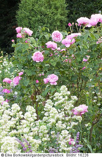 Rose und Spornblume  Centranthus ruber Albus  Rosa Mary Rose