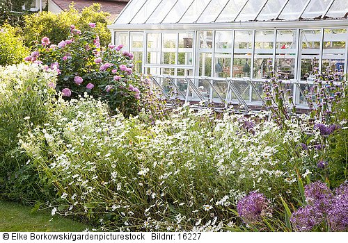 Beet mit Rosen  Storchschnabel und Margeriten  Rosa Mary Rose  Geranium pratense Alba  Leucanthemum vulgare