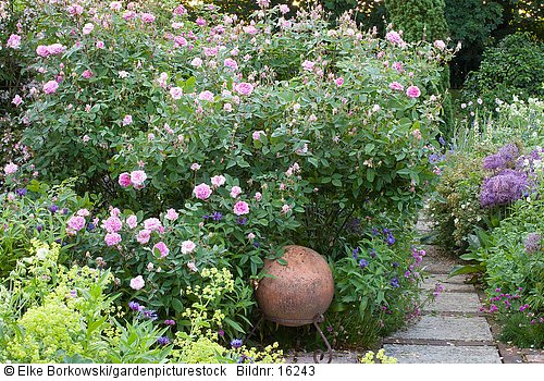 Weg im Rosengarten  Alchemilla mollis Geranium pratense Album  Rosa Mayflower