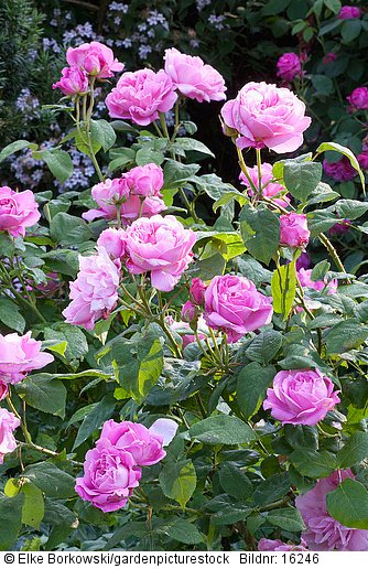 Englische Rose  Rosa Mary Rose