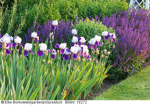 Beet mit Salbei und Schwertlilien  Salvia nemorosa Mainacht  Iris barbata Braithwaite