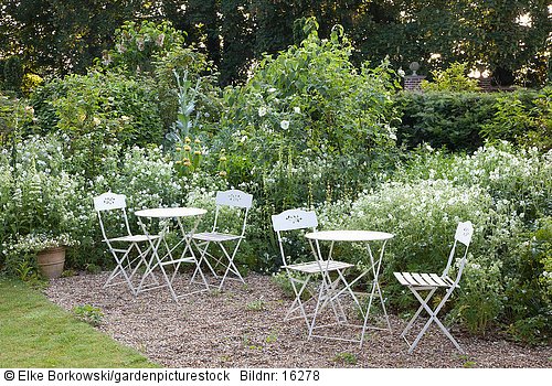 Weisser Garten  Geranium pratense Alba  Centranthus ruber Albus  Rosa alba Semiplena