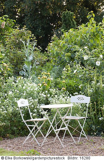 Weisser Garten  Geranium pratense Alba  Centranthus ruber Albus  Rosa alba Semiplena