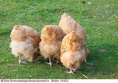 Orpington Hühner  Englische Rasse