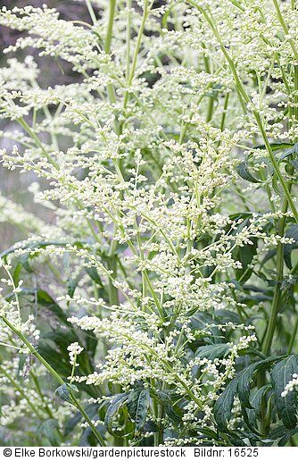 Edelraute  Artemisia lactiflora Elfenbein
