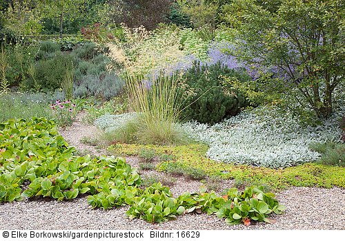 Kiesgarten mit Stipa gigantea  Sedum  Stachys byzantina Silver Carpet  Bergenia  Perovskia atriplicifolia Blue Spire
