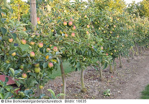 Apfel Malus domestica