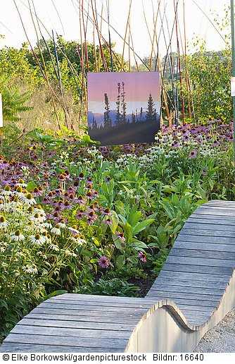 Moderner Garten  Echinacea purpurea