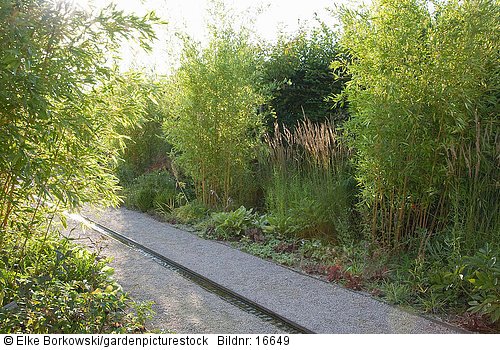 Bambus im Garten Fargesia