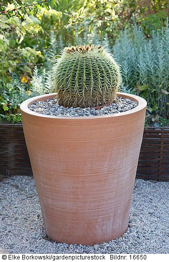 Kaktus im Topf  Echinocactus grusonii