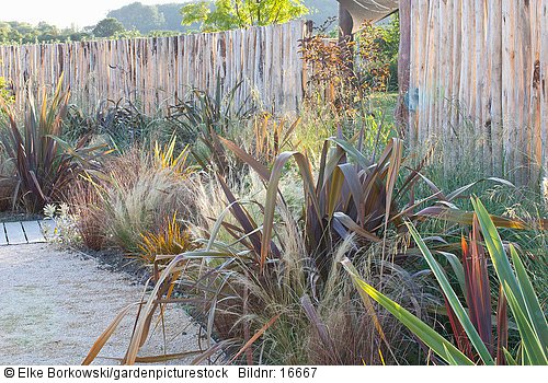 Neuseeländer Flachs und Gräser  Phormium Stipa tenuissima  The Maori Garden at Laquenexy