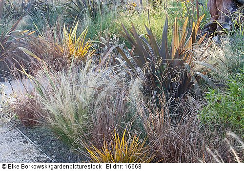Neuseeländer Flachs und Gräser  Phormium Stipa tenuissima  The Maori Garden at Laquenexy