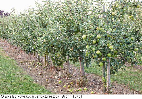 Apfel Malus domestica Eclat
