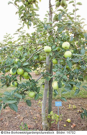 Apfel Malus domestica Herefordshire Pearmain