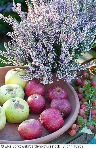 Schale mit Äpfeln und Heide  Malus domestica  Calluna vulgaris Garden Girls