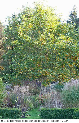 Walnussbaum im Herbst  Juglans regia