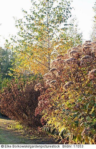 Herbstlicher Garten  Betula  Eupatorium