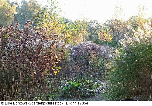 Herbstlicher Garten Miscanthus Eupatorium