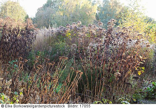 Herbstlicher Garten Miscanthus Eupatorium