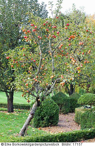 Apfelbaum Malus domestica