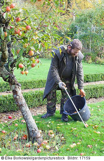 Head Gardener Dominic Rendell schüttet Äpfel in eine Schubkarre