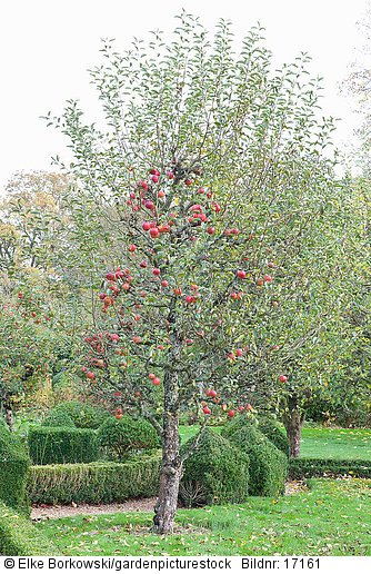 Apfelbaum Malus domestica