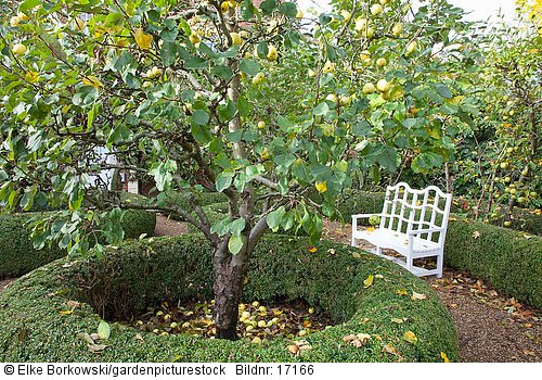 Sitzplatz mit Apfelbaum  Malus domestica