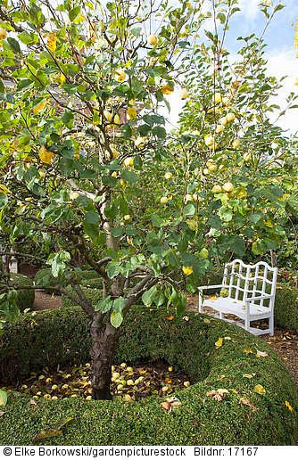 Sitzplatz mit Apfelbaum Malus domestica
