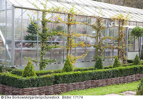Gewächshaus mit vorgepflanzter Hecke  Carpinus betulus  Buxus