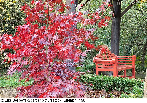 Sitzplatz und Ahorn  Acer palmatum
