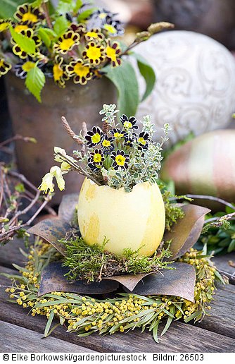 Floristisch dekoriertes Ei mit Primula victoriana  Thymian und Scheinhasel