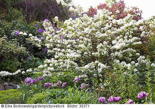 Schneeball im Garten  Viburnum plicatum Rotundifolium