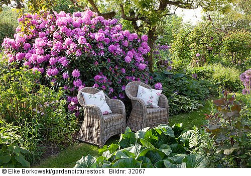 Sitzplatz vor Rhododendron