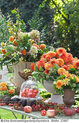 Floristik mit Dahlien im Garten  Dahlia