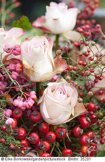 Dekoration mit Beeren und Blüten  Rosa Upper Secret  Euonymus alatus