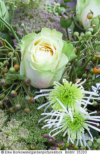 Dekoration mit Beeren und Blüten  Rosa Equador  Ammi majus  Dendranthema