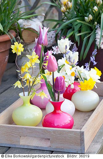 Tulpen  Hundszahn  und Narzissen in Vasen