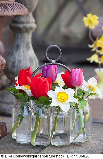 Tulpen und Narzissen in Vasen