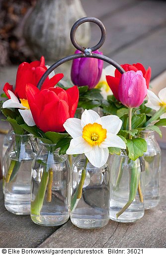 Tulpen und Narzissen in Vasen