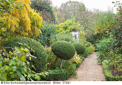 Herbstlicher Garten  Wisteria  Buxus