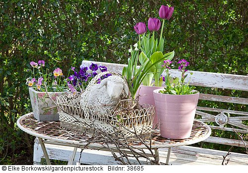 Tischdekoration Frühling mit Tulpen und Hornveilchen  Tulipa  Viola cornuta