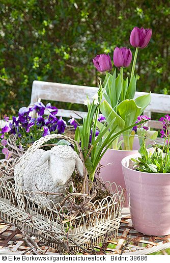 Tischdekoration Frühling mit Tulpen und Hornveilchen  Tulipa  Viola cornuta