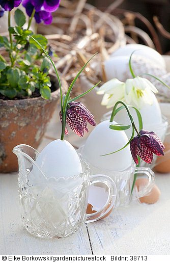 Tischdekoration Ostern  Eier als Vase  Fritillaria meleagris