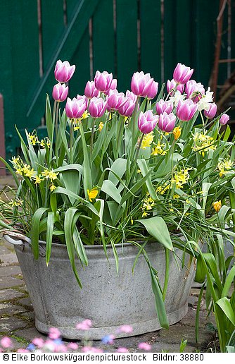 Mit Tulpen und Narzissen bepflanzte Zinkwanne  Tulipa Arabian Mystery  Narcissus Hawera