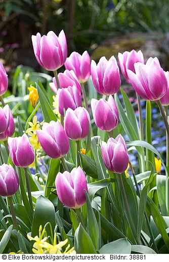 Tulipa Arabian Mystery  Narcissus Hawera